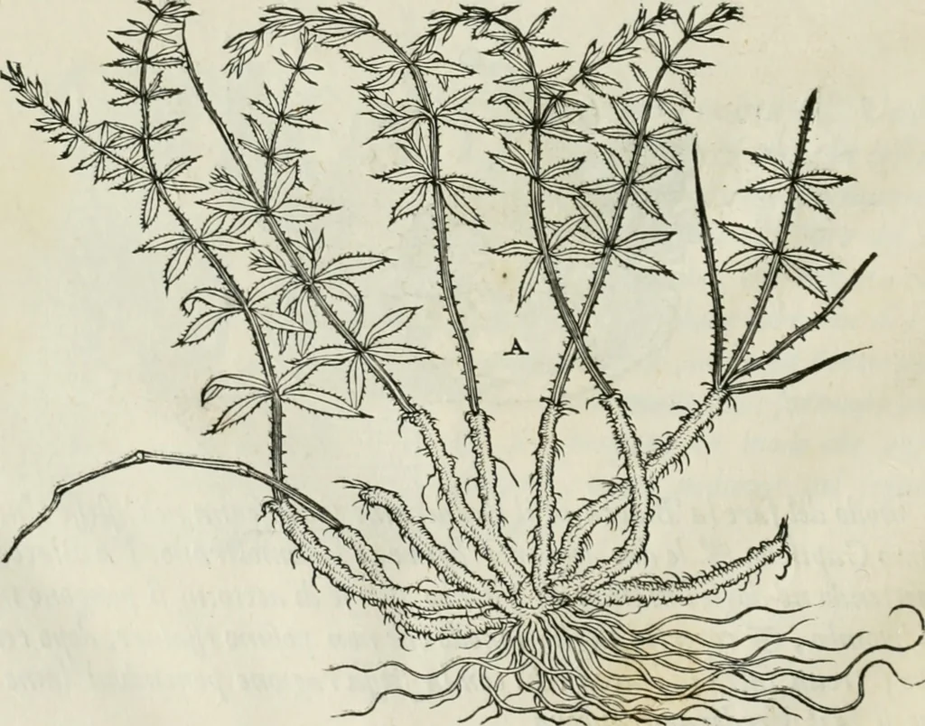 An illustration from Della architettvra, 1590, leaf 129