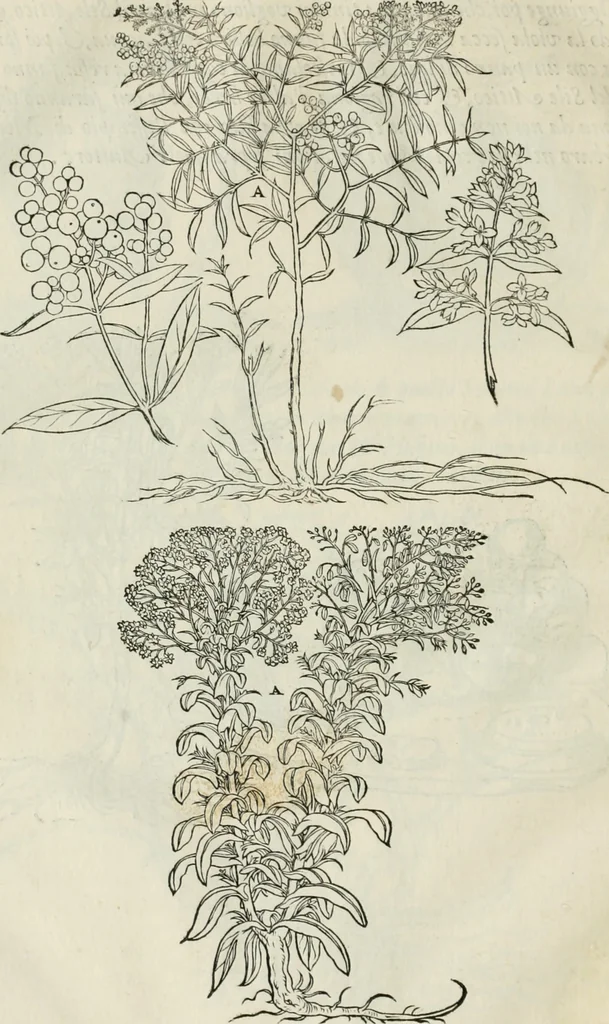 An illustration from Della architettvra, 1590, leaf 131