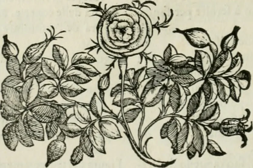 An illustration from Della architettvra, 1590, leaf 15