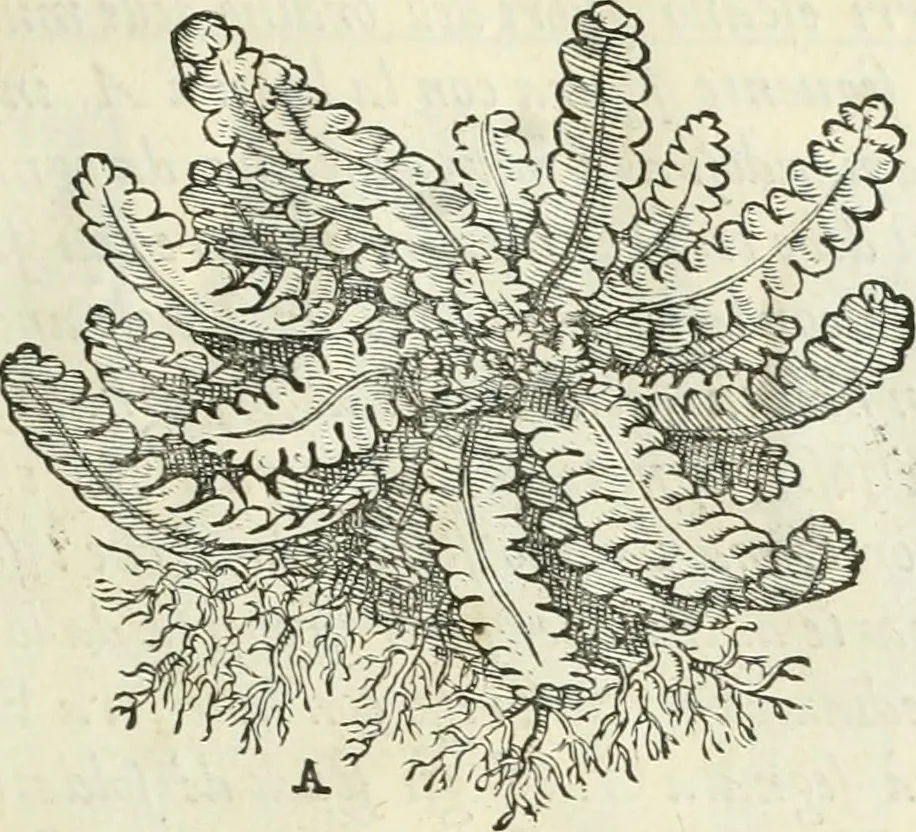 An illustration from Della architettvra, 1590, leaf 24