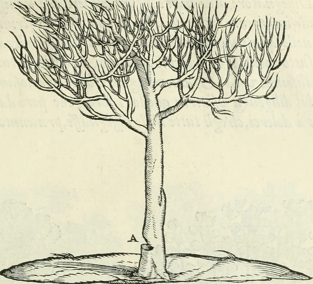 An illustration from Della architettvra, 1590, leaf 56