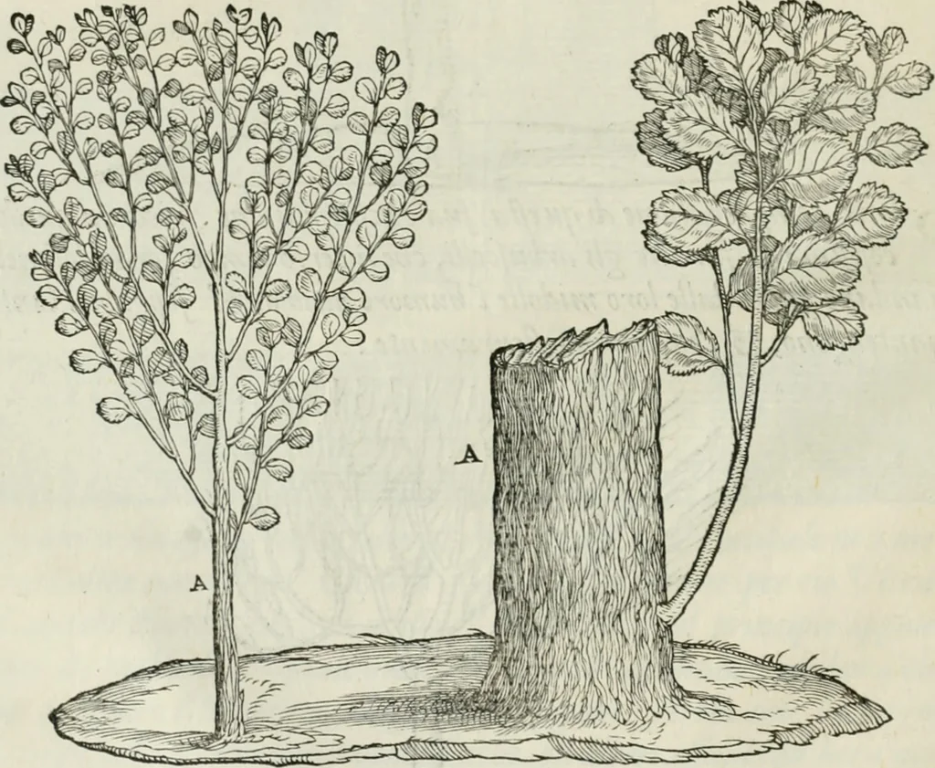 An illustration from Della architettvra, 1590, leaf 57