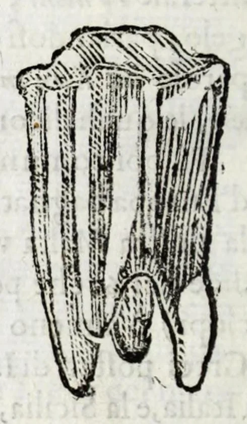 An illustration from Della descrittione di Malta isola nel mare Siciliano : con le sue antichita, ed altre notitie : libri quattro, 1647, leaf 170