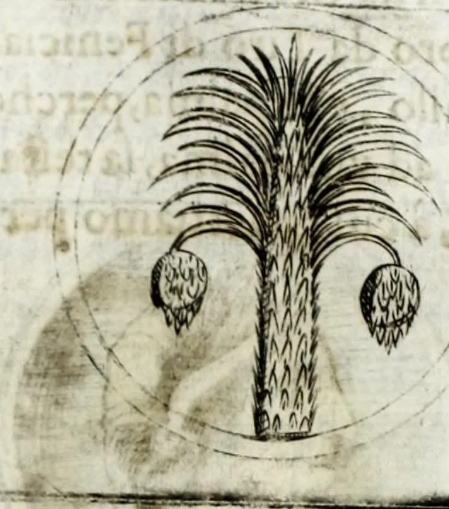 An illustration from Della descrittione di Malta isola nel mare Siciliano : con le sue antichita, ed altre notitie : libri quattro, 1647, leaf 225