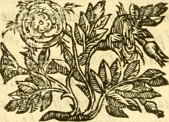 An illustration from Della felicità di Padova, 1623, leaf 171