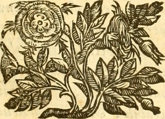 An illustration from Della felicità di Padova, 1623, leaf 222