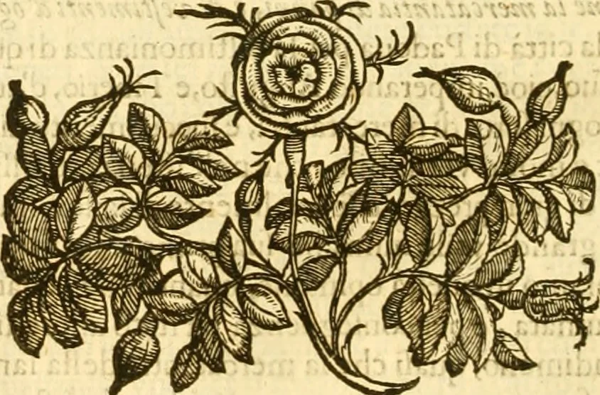 An illustration from Della felicità di Padova, 1623, leaf 247