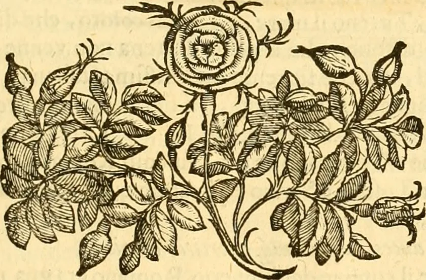 An illustration from Della felicità di Padova, 1623, leaf 34