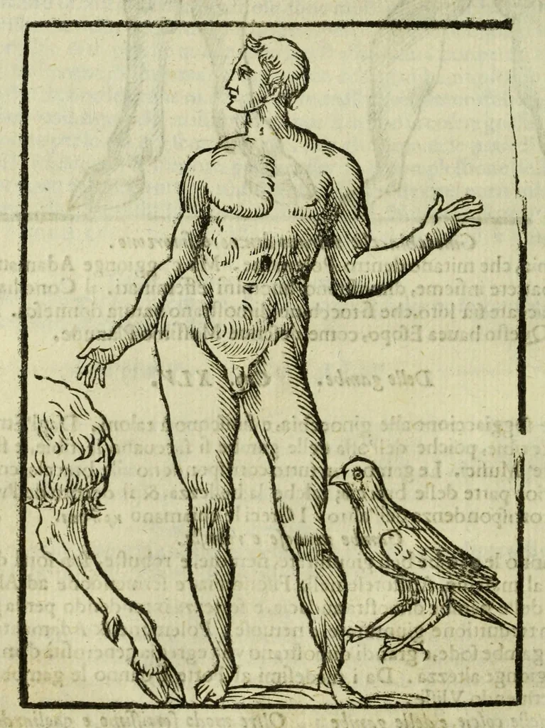 An illustration from Della fisionomia dell'huomo, 1644, leaf 180