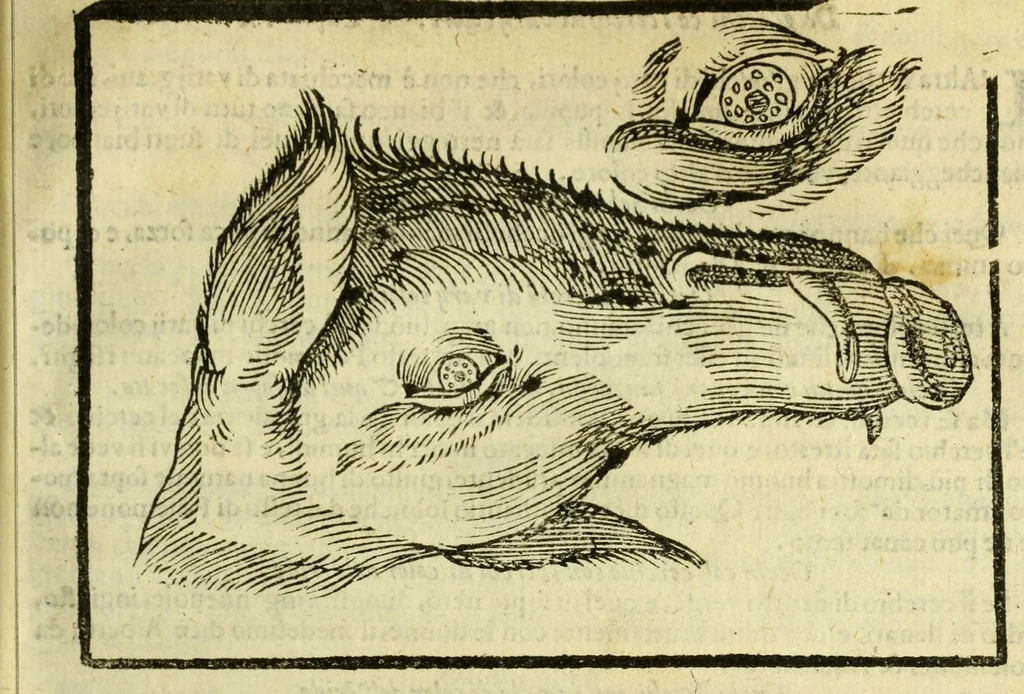 An illustration from Della fisionomia dell'huomo, 1644, leaf 215