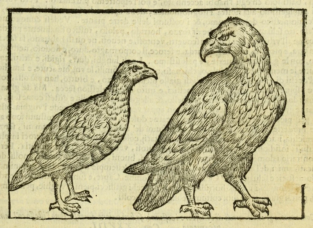 An illustration from Della fisionomia dell'huomo, 1644, leaf 63