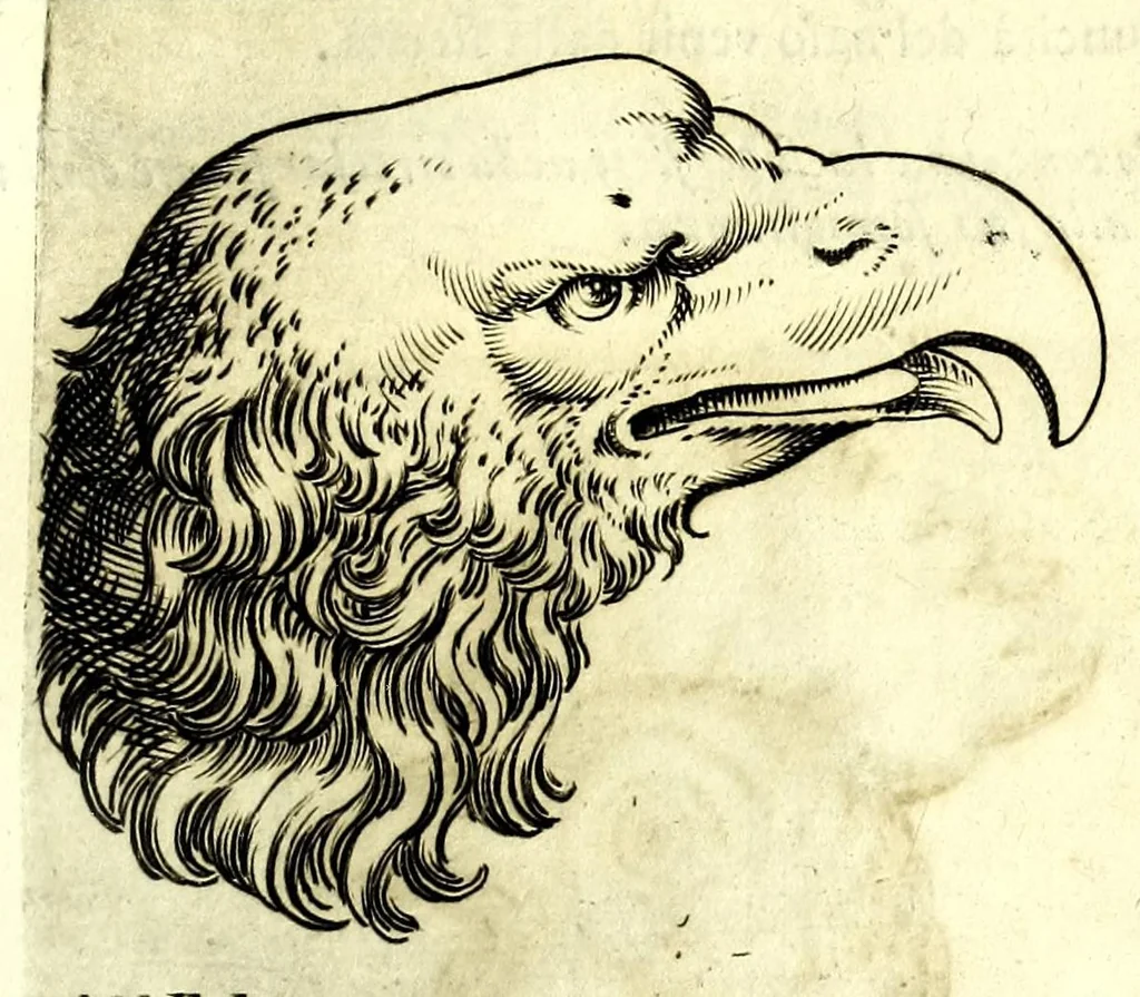 An illustration from Della fisonomia dell' huomo, 1610, leaf 107