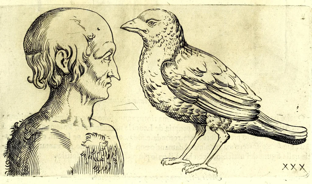 An illustration from Della fisonomia dell' huomo, 1610, leaf 111