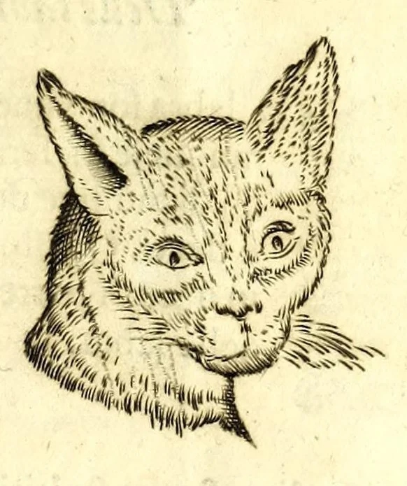 An illustration from Della fisonomia dell' huomo, 1610, leaf 127