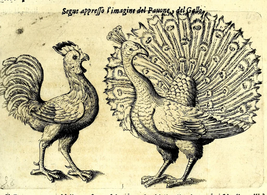 An illustration from Della fisonomia dell' huomo, 1610, leaf 167