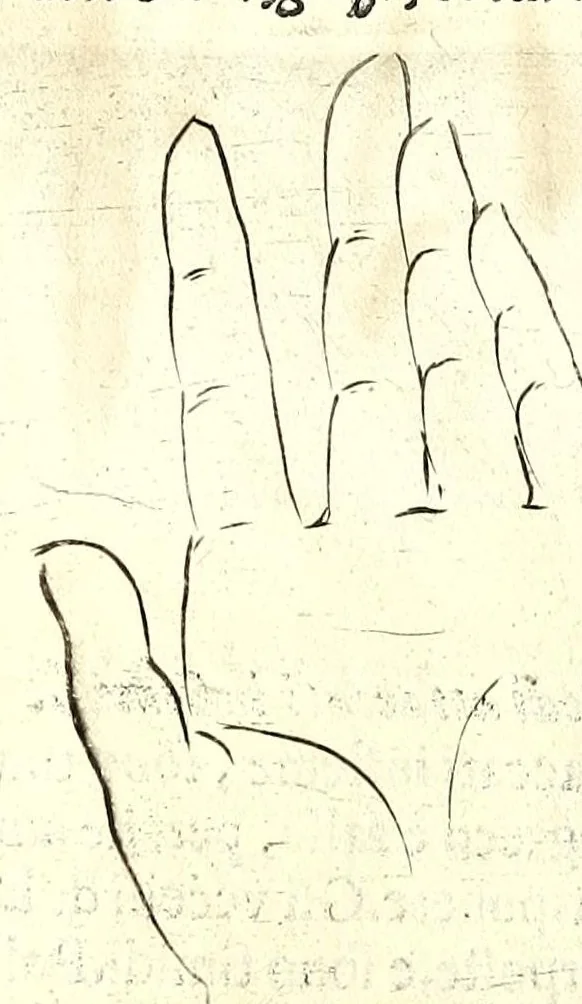 An illustration from Della fisonomia dell' huomo, 1610, leaf 200