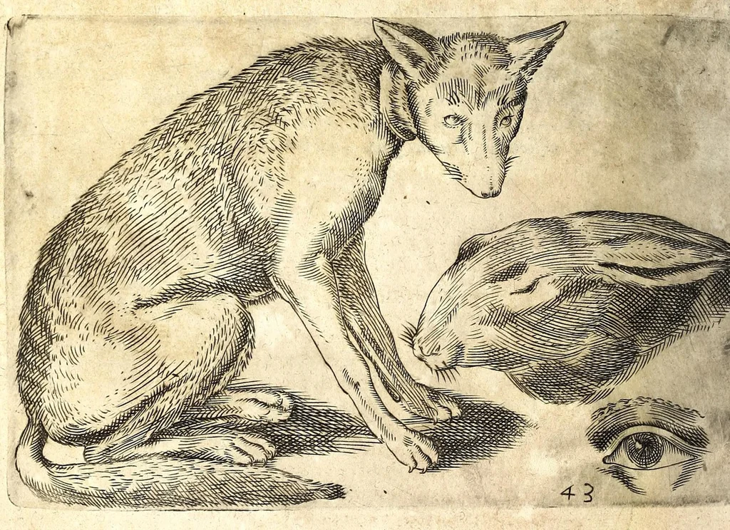 An illustration from Della fisonomia dell' huomo, 1610, leaf 206