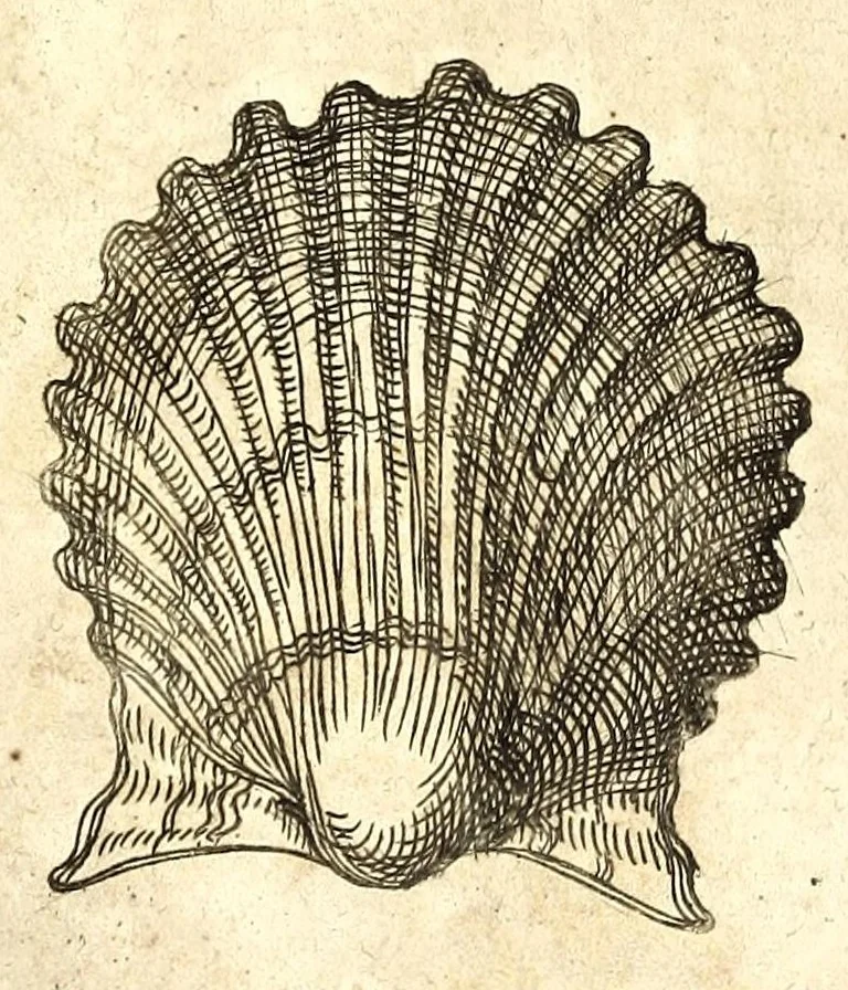 An illustration from Della fisonomia dell' huomo, 1610, leaf 208