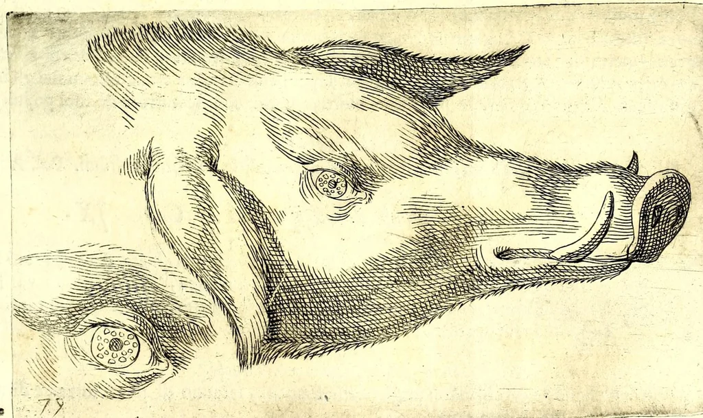 An illustration from Della fisonomia dell' huomo, 1610, leaf 225