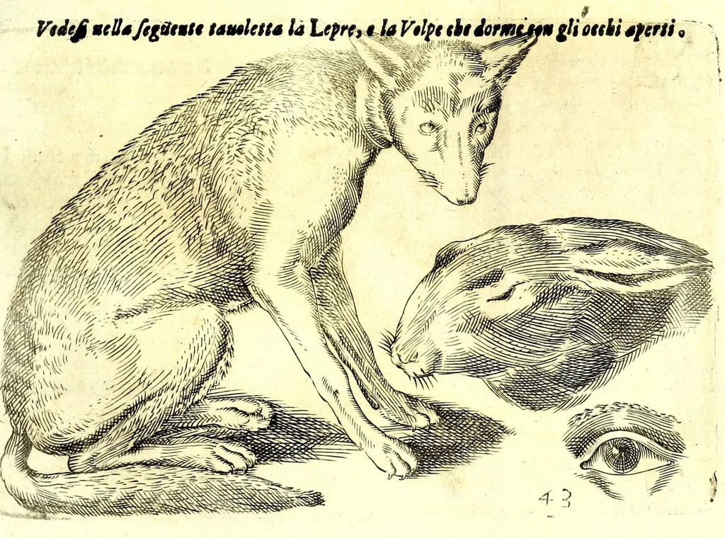 An illustration from Della fisonomia dell' huomo, 1610, leaf 237