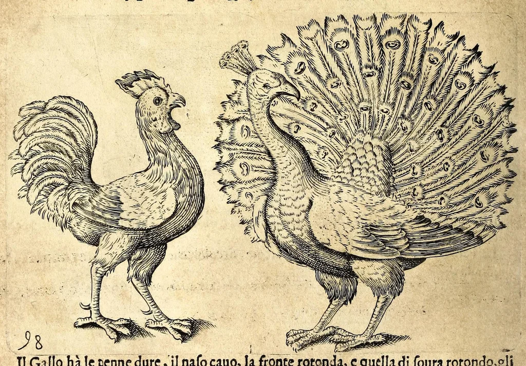 An illustration from Della fisonomia dell' huomo, 1610, leaf 42