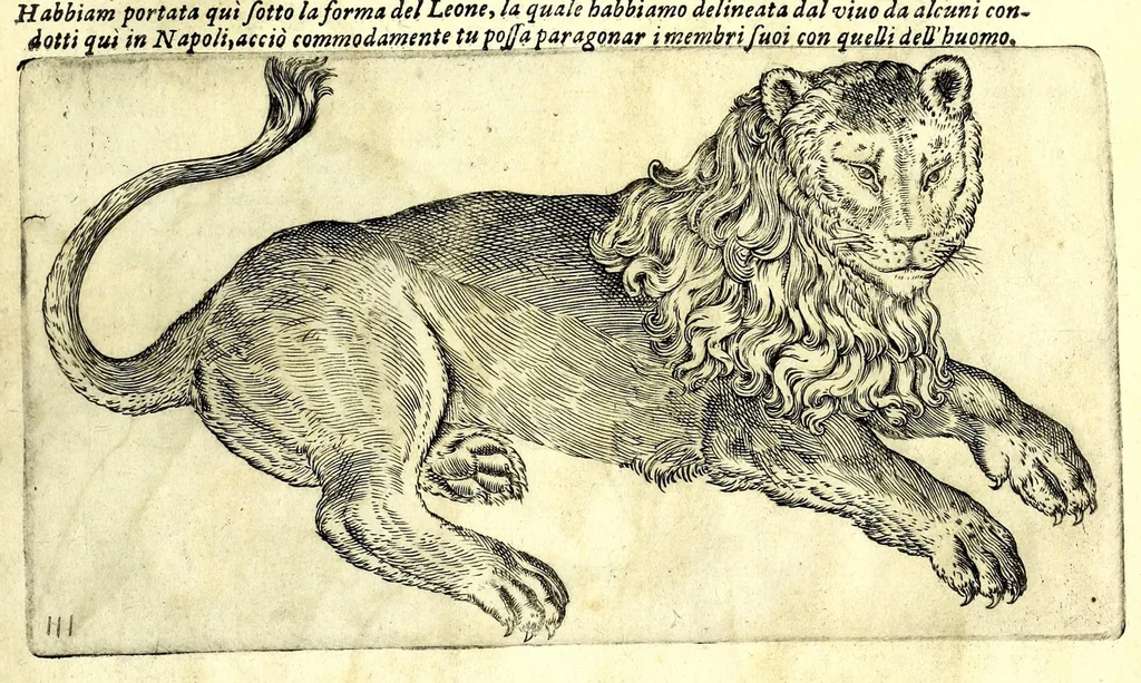 An illustration from Della fisonomia dell' huomo, 1610, leaf 63