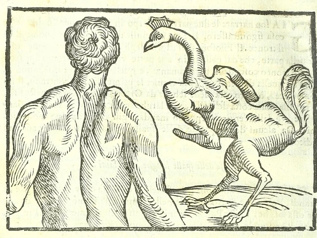 An illustration from Della fisonomia dell'huomo, 1613, leaf 216