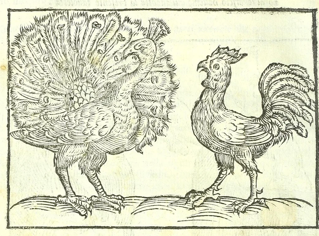 An illustration from Della fisonomia dell'huomo, 1613, leaf 220