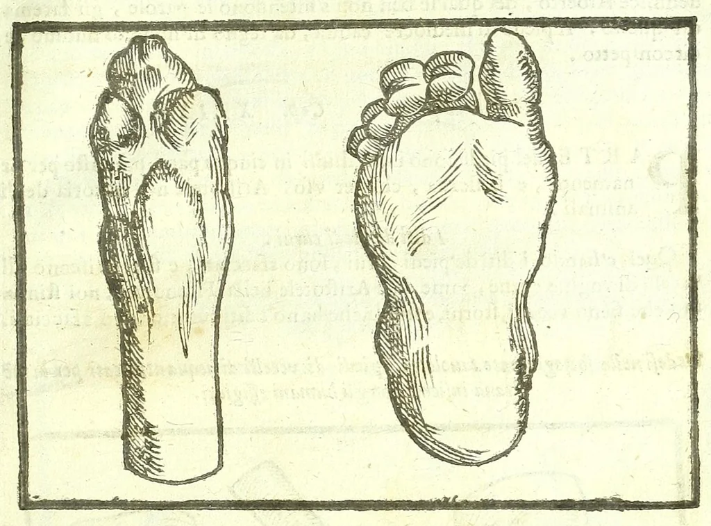 An illustration from Della fisonomia dell'huomo, 1613, leaf 265