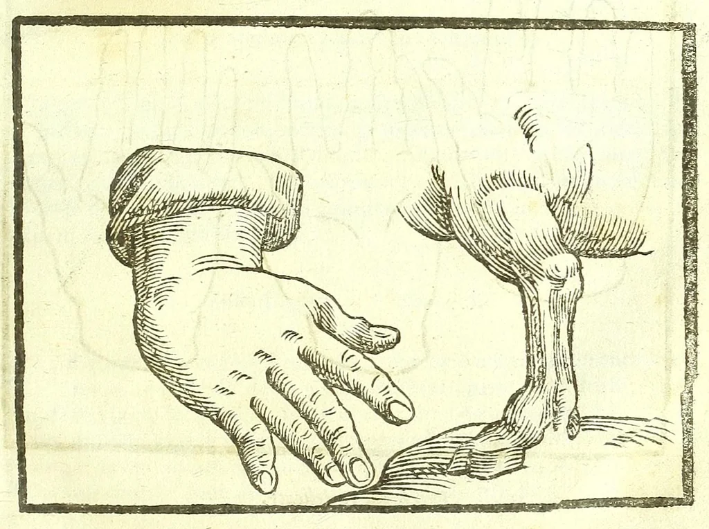 An illustration from Della fisonomia dell'huomo, 1613, leaf 267