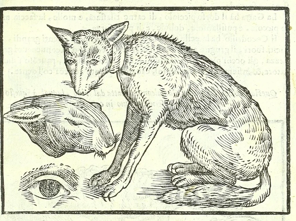 An illustration from Della fisonomia dell'huomo, 1613, leaf 57