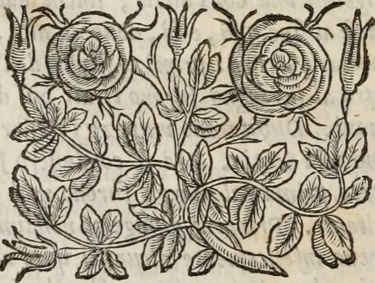 An illustration from Della gverra di Fiandra, 1637, leaf 457
