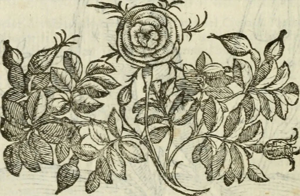 An illustration from Della nouissima Iconologia di Cesare Ripa Perugino Caualier de SS. Mauritio & Lazzaro : parte prima [-terza] : nella quale si descriuono diuerse imagini di virtu, vitij, affetti, passioni humane, arti, discipline, humori, elementi, corpi celesti, prouincie d'Italia, fiumi tutte parte del mondo, & altre infinite materie : opera utile ad oratori, predicatori, poeti, pittori, scultori, disegnatori, & ad'ogni studioso : per inuentar concetti, emblemi, ed'imprese, per diuisare qual si voglia apparato nutiale, funerale, trionsale : per rappresentar poemi drammatici, e per figurare co' suoi proprij simboli ciò che può cadere in pensiero humano : ampliata in quest' ultima editione non solo dallostesso auttore di trecento e cinquantadue imagini con molti discorsi pieni di varia eruditione & con molti indici copiosi, 1625, leaf 329