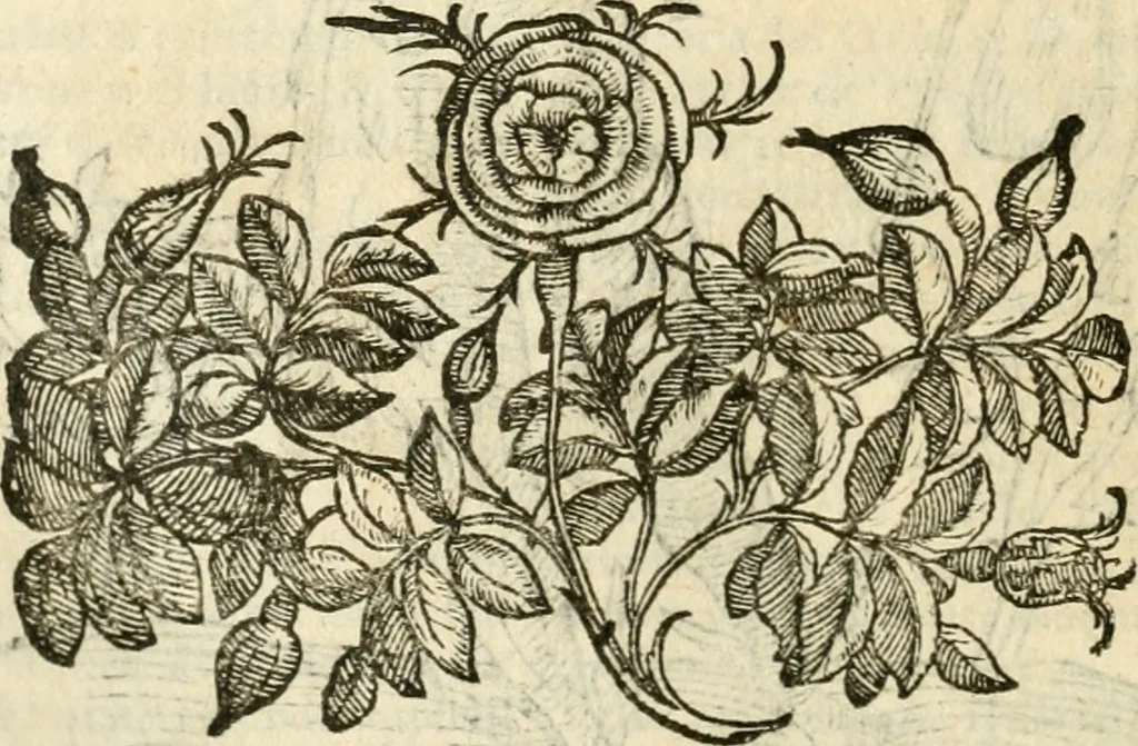 An illustration from Della novissima iconologia, 1624, leaf 329