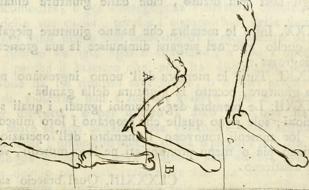An illustration from Trattato della pittura di Lionardo da Vinci : ridotta alla sua vera lezione sopra una copia a penna di mano, 1792, leaf 128