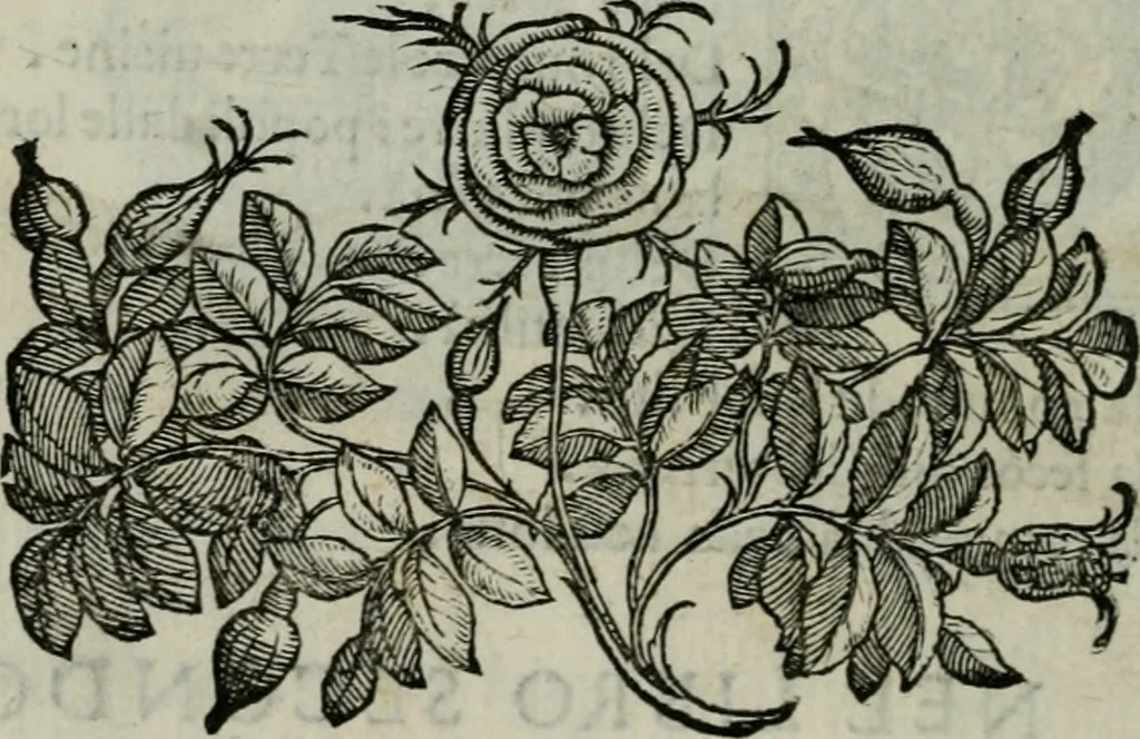 An illustration from Della ragion di Stato libri dieci : con tre libri Delle cause della grandezza, e magnificenza delle città, 1589, leaf 19