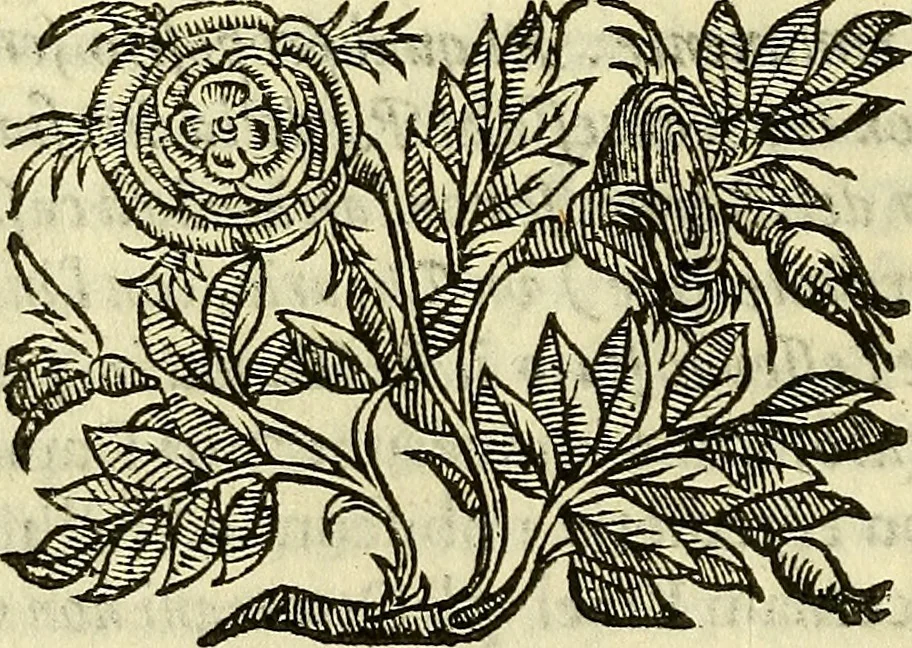 An illustration from Della ragione di stato, libri dieci, 1598, leaf 147