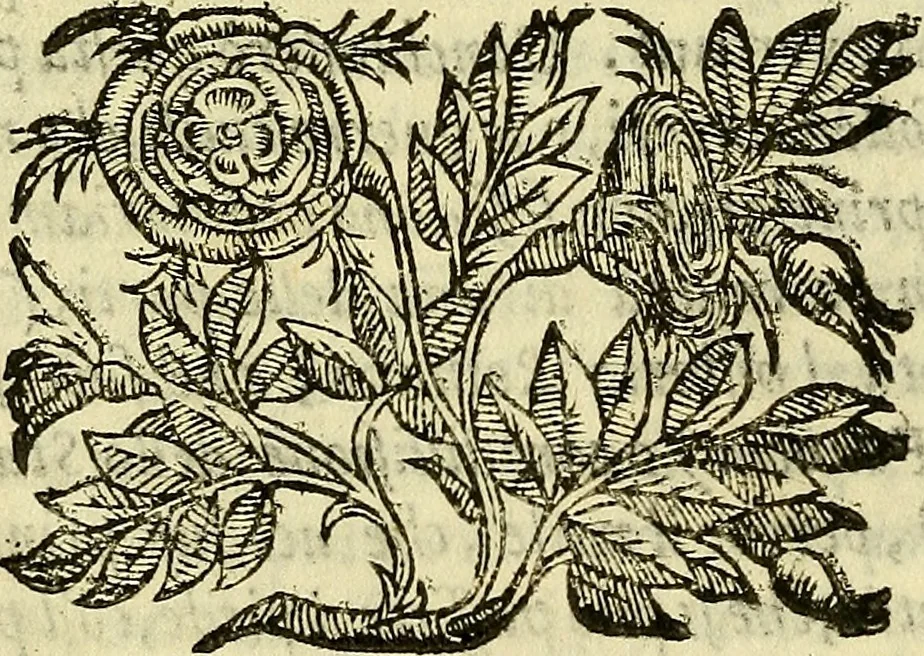 An illustration from Della ragione di stato, libri dieci, 1598, leaf 197