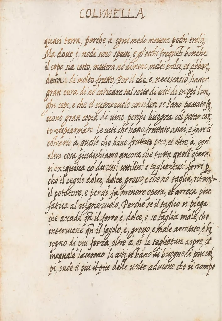 An illustration from Delle cose de la villa libro secondo (-V) ; Libro degl'Abberi, 1700, leaf 214