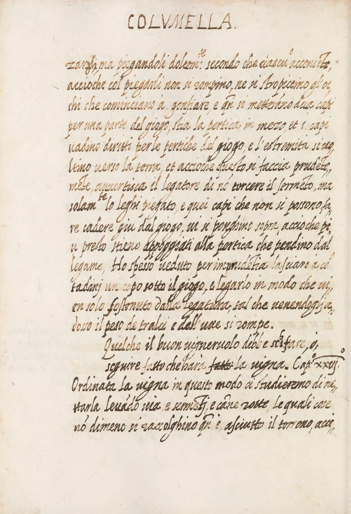 An illustration from Delle cose de la villa libro secondo (-V) ; Libro degl'Abberi, 1700, leaf 218