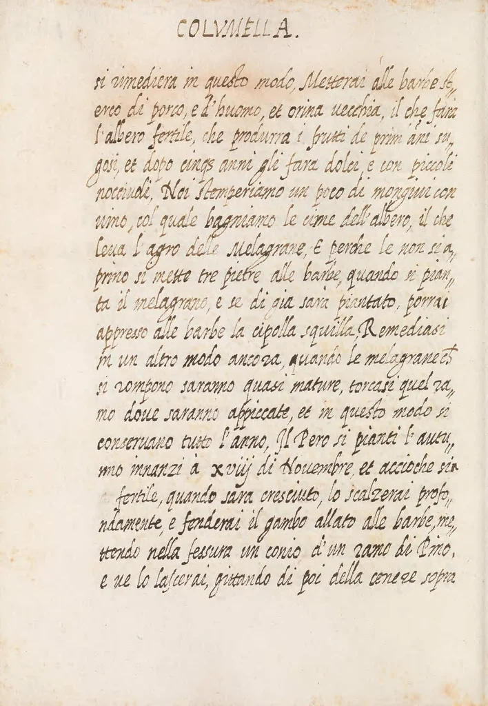 An illustration from Delle cose de la villa libro secondo (-V) ; Libro degl'Abberi, 1700, leaf 302