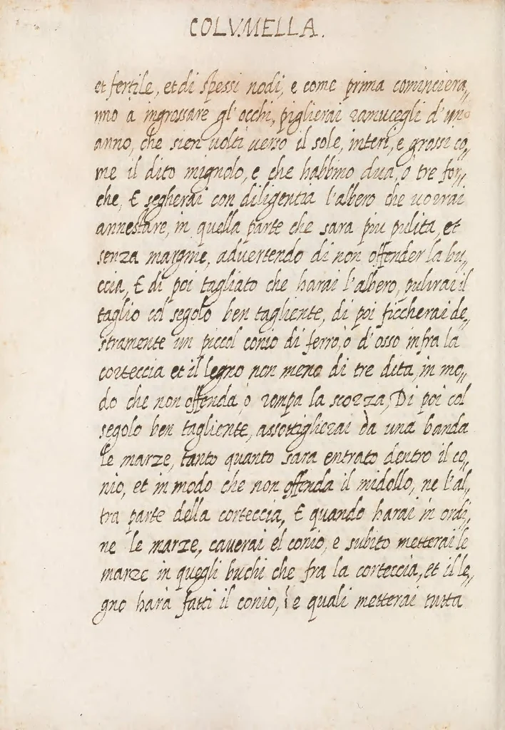 An illustration from Delle cose de la villa libro secondo (-V) ; Libro degl'Abberi, 1700, leaf 306