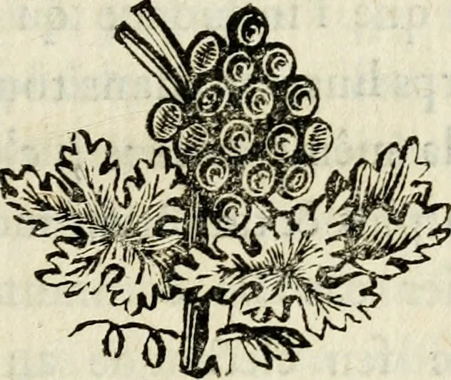 An illustration from De l'électricité du corps humain dans l'état de santé et de maladie, 1780, leaf 50