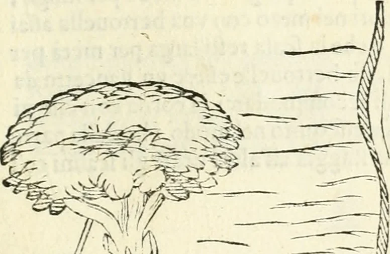 An illustration from Delle fortificationi di Bvonaivto Lorini, nobile fiorentino, libri cinque : ne' qvali si mostra con le piv facili regole la scienza con la pratica, di fortificare le citta & altri luoghi sopra diuersi siti, con tvtti gli avvertimenti, che per intelligenza di tal materia possono occorrere .., 1597, leaf 234