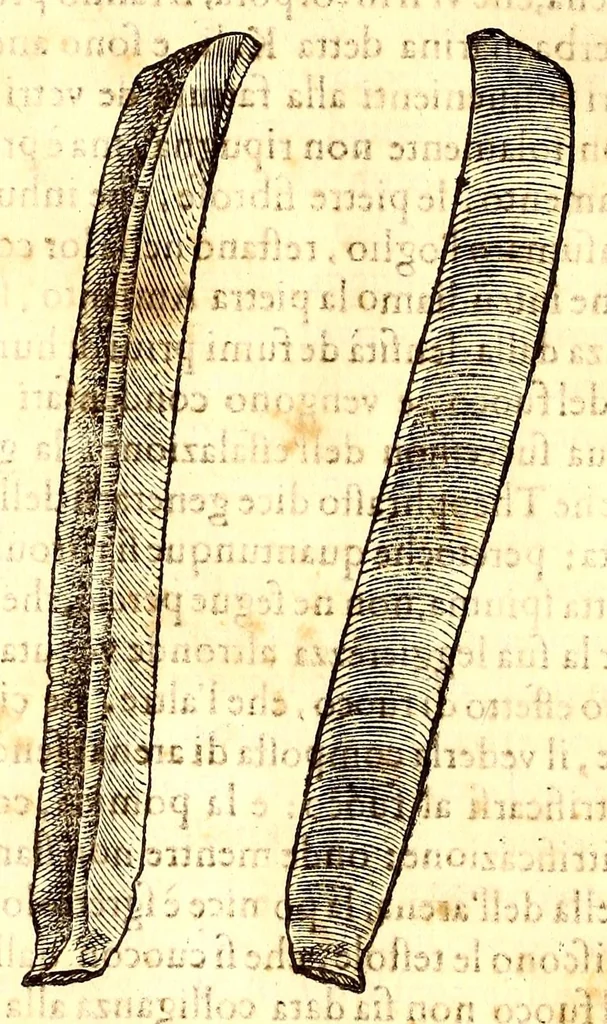 An illustration from Dell'historia natvrale di Ferrante Imperato napolitano libri XXVIII : nella qvale ordinatamente si tratta della diuersa condition di miniere e pietre : con alcune historie di piante & animali, sin'hora non date in luce, 1599, leaf 624