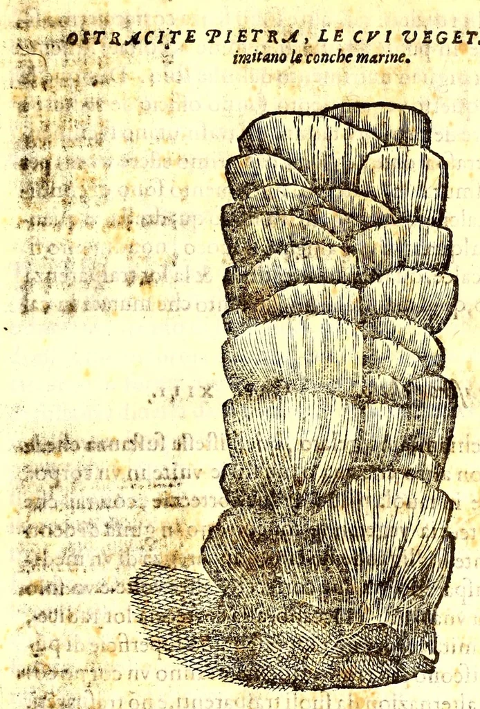 An illustration from Dell'historia natvrale di Ferrante Imperato napolitano libri XXVIII : nella qvale ordinatamente si tratta della diuersa condition di miniere e pietre : con alcune historie di piante & animali, sin'hora non date in luce, 1599, leaf 685