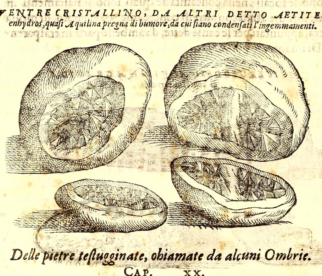 An illustration from Dell'historia natvrale di Ferrante Imperato napolitano libri XXVIII : nella qvale ordinatamente si tratta della diuersa condition di miniere e pietre : con alcune historie di piante & animali, sin'hora non date in luce, 1599, leaf 692