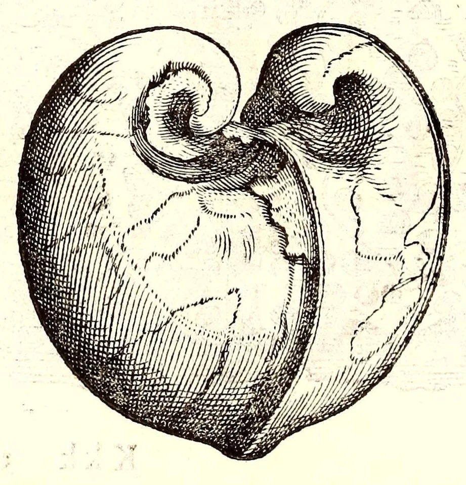 An illustration from Dell'historia natvrale di Ferrante Imperato napolitano libri XXVIII : nella qvale ordinatamente si tratta della diuersa condition di miniere e pietre : con alcune historie di piante & animali, sin'hora non date in luce, 1599, leaf 700