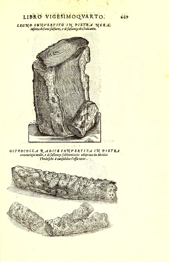 An illustration from Dell'historia natvrale di Ferrante Imperato napolitano libri XXVIII : nella qvale ordinatamente si tratta della diuersa condition di miniere e pietre : con alcune historie di piante & animali, sin'hora non date in luce, 1599, leaf 703