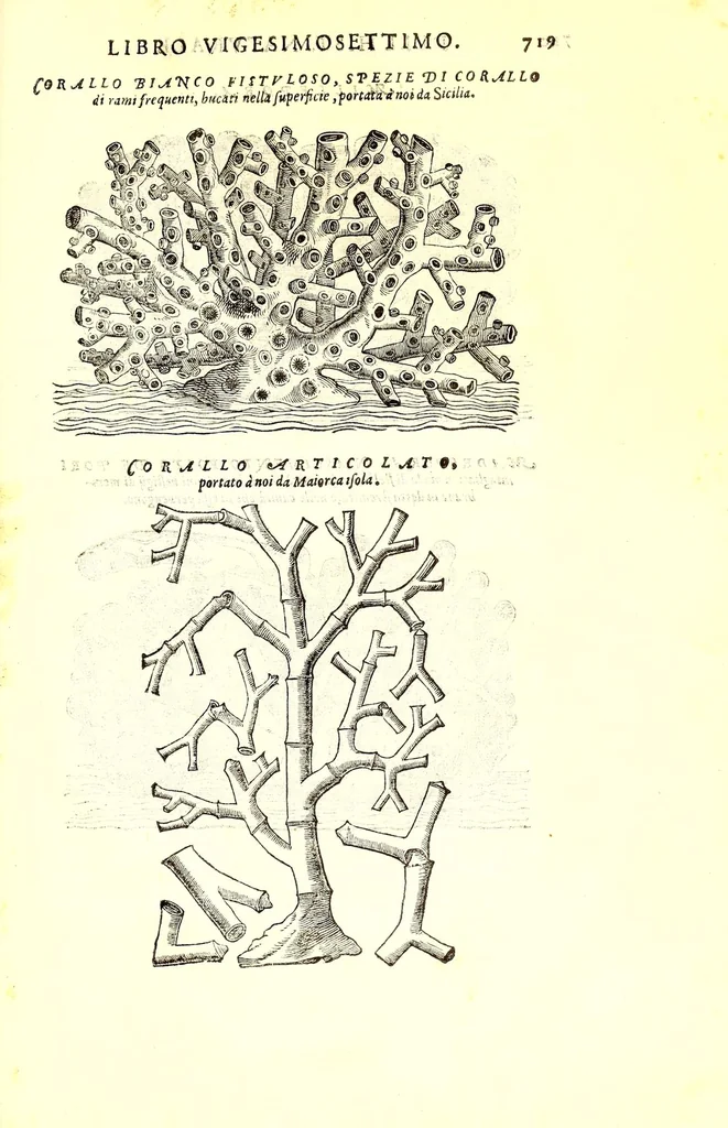 An illustration from Dell'historia natvrale di Ferrante Imperato napolitano libri XXVIII : nella qvale ordinatamente si tratta della diuersa condition di miniere e pietre : con alcune historie di piante & animali, sin'hora non date in luce, 1599, leaf 753